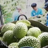 Durian is increasingly popular among Chinese consumers. (Photo: VNA)