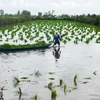 Ca Mau farmers cultivate rice seedlings in a shrimp farming area. (Photo: VNA)