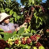 Coffee is among of the seven commodities posting export value of over 1 billion USD in H1. (Photo: VNA)