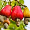 Over 780,700 tonnes of cashew nuts from Cambodia are imported into Vietnam, worth up to 1 billion USD, in the first half of 2024. (Photo: vinacas.com.vn)