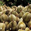 Fresh durians harvested for export. Vietnam harvests durian all year round, which is a competitive edge for the country’s businesses. (Photo: VNA)