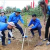 Young people plant trees in Dien Bien province. The province looks to develop Tuan Giao district into a macadamia farming centre. (Photo: VNA)