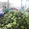 Coconuts processed for export in Ben Tre province. Fresh coconut exports are forecast to reach 1 billion USD this year. (Photo: VNA)