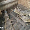 The official export to China is expected to provide an impetus for crocodile farming in Vietnam to develop sustainably. (Photo: VNA)