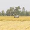 Harvesting rice on a field in My Binh commune of Nga Nam township, Soc Trang province. (Photo; VNA)