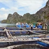 Fish cages of a resident in Cam Thuy ward of Cam Pha city, Quang Ninh province, were damaged by Typhoon Yagi. (Photo: VNA)