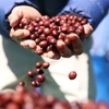 As the world’s second-largest coffee producer, Vietnam has taken concrete steps to prepare for the EUDR compliance. (Photo: VNA)