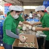 Workers of the Mekong Fruit Co. Ltd in Huu Dinh commune of Chau Thanh district, Ben Tre province, package fresh coconuts for export to China. (Photo: VNA)