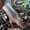 The Sunda (Manis Javanica) pangolin was handed over to forest rangers of Binh Phuoc province on November 5. (Photo: VNA)