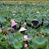 Dong Thap province is improving its lotus industry’s value chain for circular economy and green growth. It will host the second Mekong Startup Forum on November 15-16. (Photo: VNA)