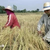 Thai farmers harvest rice on a paddy field. (Photo: AFP/VNA)