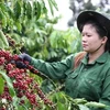 This year's coffee export revenue is predicted to set a new record of 5.5 billion USD, according to the Vietnam Coffee and Cocoa Association. (Photo: VNA)