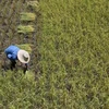 A farmer harvests rice in Ayutthaya province of Thailand. (Photo: AFP/VNA)