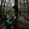 A worker extracts rubber latex at a plantation in the Central Highland province of Gia Lai. (Photo: VNA)