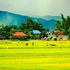 Un paysage paisible domine le champ de Muong Thanh. Photo : VNA