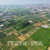 Hanoï possède environ 27 100 hectares de forêts et de terres sylvicoles. Photo; VNA