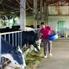 De nombreuses entreprises collaborent avec des localités pour créer des zones d’élevage et des chaînes de production associées à la transformation. Photo : VNA/CVN