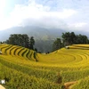 Mu Cang Chai, un tableau naturel aux teintes dorées impressionnantes