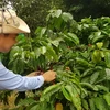 HSBC pondera realce mundial de agricultura vietnamita 