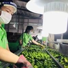 Los limones de Long An no solo sirven al mercado nacional, sino también a los mercados internacionales, como la Unión Europea, el Reino Unido, Rusia, Nueva Zelanda, los Países Bajos y Oriente Medio. (Foto: Quang Anh)