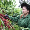Exportaciones de café vietnamita superan 3 mil millones de dólares en primer semestre
