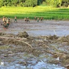 Fuerzas militares y policiales realizan tareas de búsqueda a las víctimas desaparecidas, debido a los deslizamientos de tierra en la aldea de Nu, comuna de Phuc Khanh, distrito de Bao Yen. (Fuente: VNA)