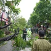 台风“摩羯”给河内造成巨大损失：一人死亡、2800棵树木倒伏