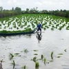 Los agricultores de la provincia de Ca Mau siembran semillas de arroz en tierras de cultivo de camarones. (Fuente: VNA)