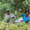 Cosecha de durián en la cooperativa Lien Duc, comuna de Xa Bang, provincia de Ba Ria-Vung Tau. (Fuente: VNA)