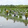 Agricultores de la provincia de Ca Mau siembran semillas de arroz en tierras de cultivo de camarones. (Fuente: VNA)