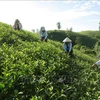 El distrito de Tan Son tiene la zona de cultivo de té más grande de la provincia de Phu Tho. Foto de ilustración (Fuente: VNA)