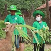 Los jóvenes participan en el campamento de verano Cuc Phuong 2024 en el Parque Nacional Cuc Phuong. (Fuente: VNA)