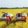 Vietnam se fija el objetivo de tener un millón de hectáreas de arroz de alta calidad y bajas emisiones para 2030. (Fuente: vneconomy.vn)