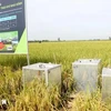 Se utiliza equipo para medir las emisiones de gases de efecto invernadero en un modelo de cultivo de arroz orgánico en Can Tho. (Fuente: VNA)