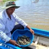 En comparación con el modelo de cultivo tradicional, el cultivo de camarón según los estándares BAP no sólo ayuda a los agricultores a aumentar sus ingresos sino que también garantiza la producción. (Foto: VNA)