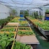 Des jardins potagers à Truong Sa 