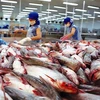 Les exportations de pangasius devraient croître dans les temps à venir. Photo : baodautu.vn