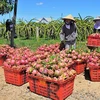 Les fruits du dragon, l'un des principaux produits d'exportation vers la Chine. Photo: VNA