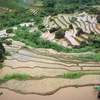 Des rizières en terrasses de la commune de Khun Ha, district de Tam Duong, province de Lai Chau en saison de mise en eau. Photo : VNA