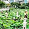 Hanoï, l'une des zones de culture du lotus les plus célèbres du pays. Photo: VNA