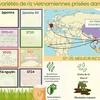 Les variétés de riz vietnamiennes prisées dans le monde