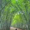 Avec une superficie de 10 hectares, le tourisme éco-culturel du village de Ven est un lieu d'expérience idéal pour de nombreux touristes. Photo : https://bandanvan.bacgiang.gov.vn/