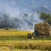 Transportant du riz dans les champs de Muong Thanh. Photo : Xuan Tu /VNA