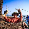 Les exportations vietnamiennes de homards vers le marché chinois de janvier à septembre ont été multipliées par 33 par rapport à la même période de l’année dernière. Photo : VNA