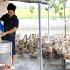 De nombreux agriculteurs de la commune de Dong Xuyen (district de Tien Hai) sont devenus riches grâce à l’élevage des canards maritimes Dai Xuyen 15 après l’obtention des prêts à taux préférentiel de la filiale du district de Tien Hai de la Banque des politiques sociales de la province de Thai Binh. Photo : VietnamPlus