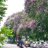 Belleza de ensueño de Hanoi durante la temporada de flores de lagerstroemia speciosa
