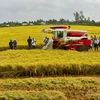 El modelo del cultivo del arroz inteligente aumenta el rendimiento. (Foto: VNA)