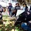 Cultivo de verduras en aldea de Tra Que atrae a visitantes extranjeros