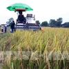 La provincia de Bac Giang promueve el turismo rural. (Foto: VNA)