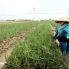 Un agricultor de la comuna de Quynh Hai, del distrito de Quynh Phu, cuida el cultivo de invierno (Fuente: Vietnam+) 